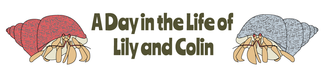 A Day in the Life of Lily and Colin