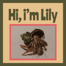 Lily